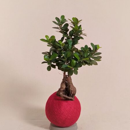 Ficus microcarpa 'Ginseng' Kokedama 人参榕苔玉