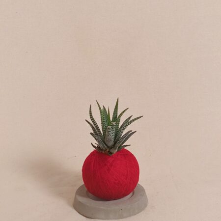 Haworthia fasciata Kokedama 条纹蛇皮兰苔玉