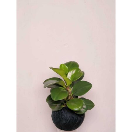 Peperomia Obtusifolia Jade Kokedama 圆叶椒草苔玉