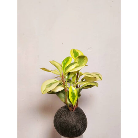 Peperomia Magnoliifolia 'Variegated' Kokedama 乳斑椒草苔玉