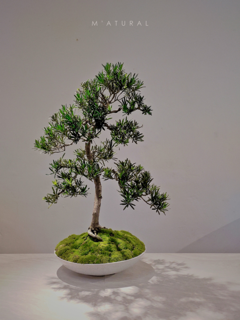 雀舌罗汉松○盆景Podocarpus Bonsai - M'atural 莳