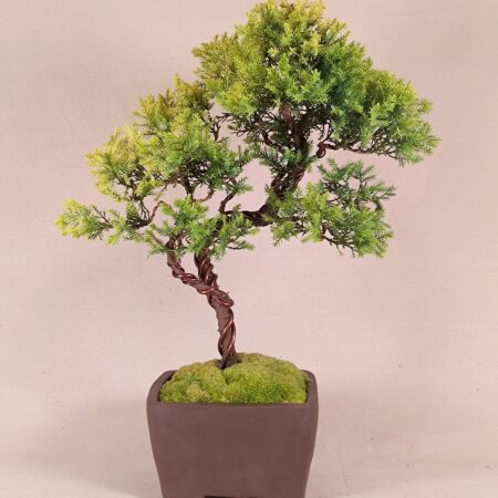 撒金柏 ●盆景 Golden Pine Bonsai