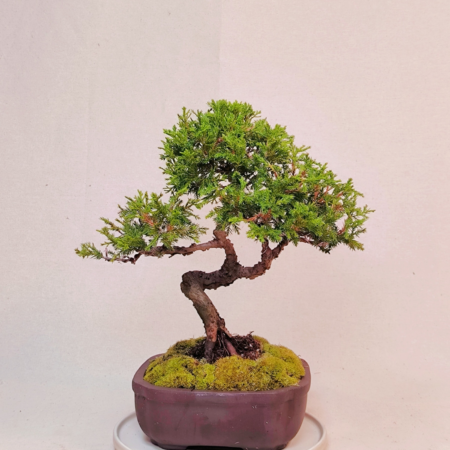 日本宫阪系鱼川 ●盆景 Itoigawa Shimpaku Bonsai