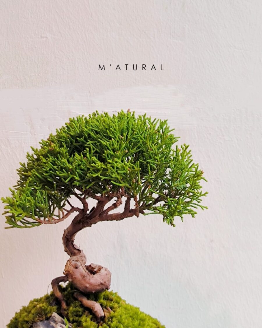 日本宫阪系鱼川 ●盆景 Itoigawa Shimpaku Bonsai - Image 3