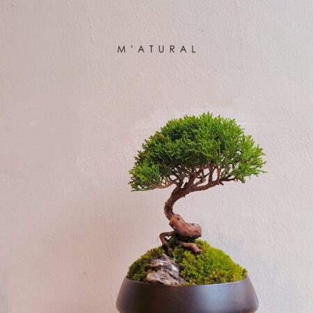 日本宫阪系鱼川 ●盆景 Itoigawa Shimpaku Bonsai