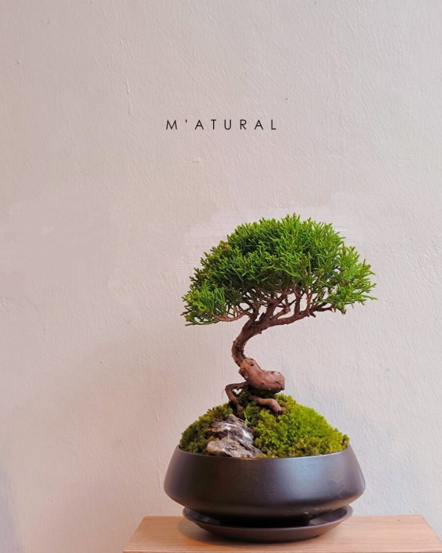 日本宫阪系鱼川 ●盆景 Itoigawa Shimpaku Bonsai