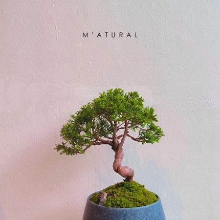 日本宫阪系鱼川 ●盆景 Itoigawa Shimpaku Bonsai