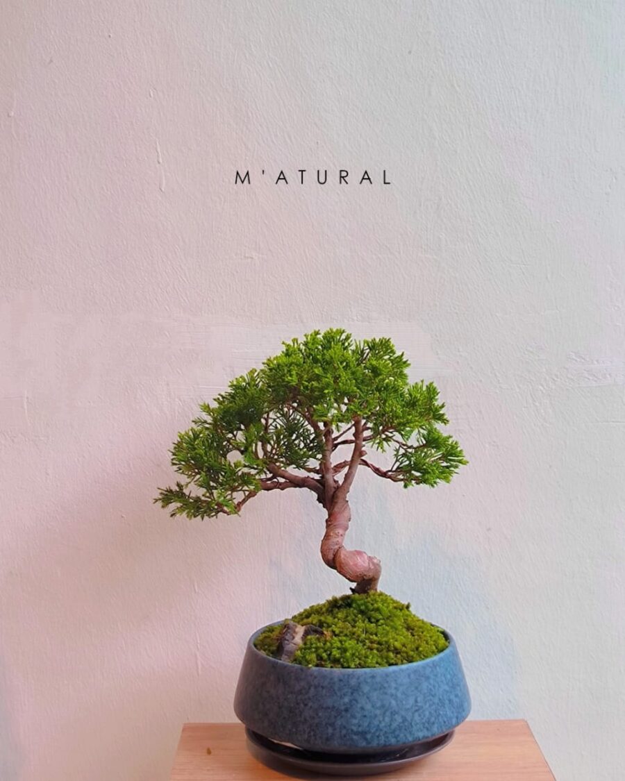 日本宫阪系鱼川 ●盆景 Itoigawa Shimpaku Bonsai