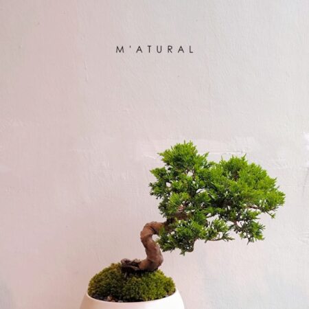 日本宫阪系鱼川 ●盆景 Itoigawa Shimpaku Bonsai