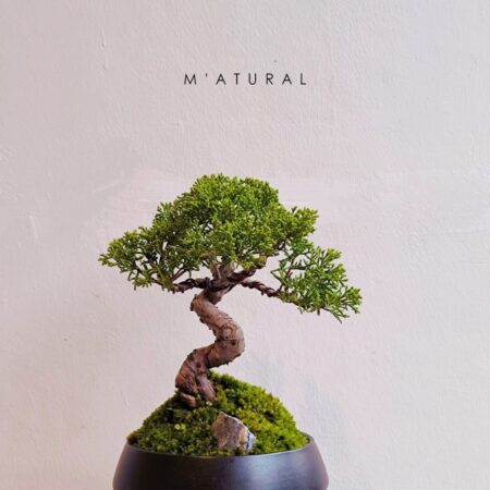 日本宫阪系鱼川 ●盆景 Itoigawa Shimpaku Bonsai