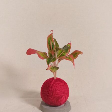 Aglaonema Aurora Kokedama 暹羅极光万年青苔玉