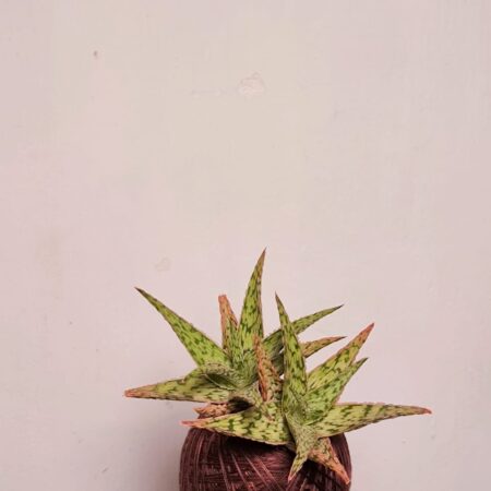 Aloe Dorotheae Kokedama 多罗西芦荟苔玉