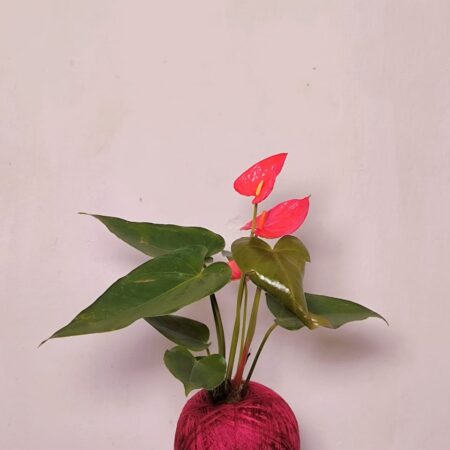 Anthurium Andraeanum Kokedama 红花火鹤花苔玉