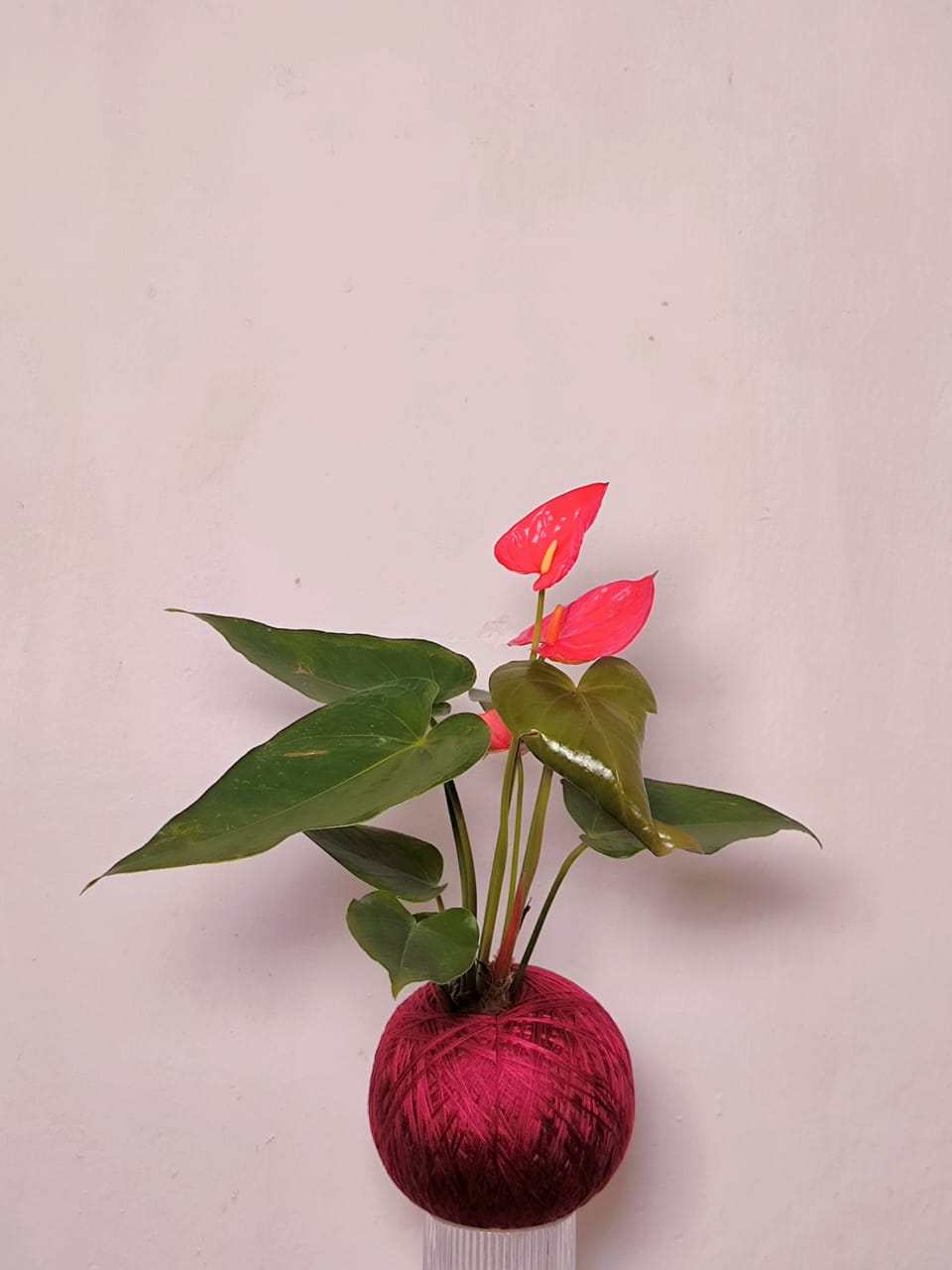 Anthurium Andraeanum Kokedama 红花火鹤花苔玉