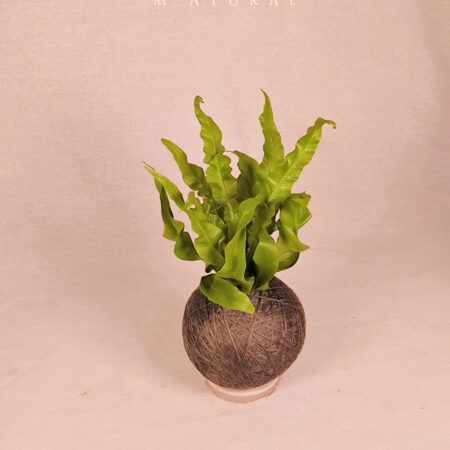 Bird Nest Fern Asplenium Crispy Wave Kokedama 鸟窝蕨苔玉