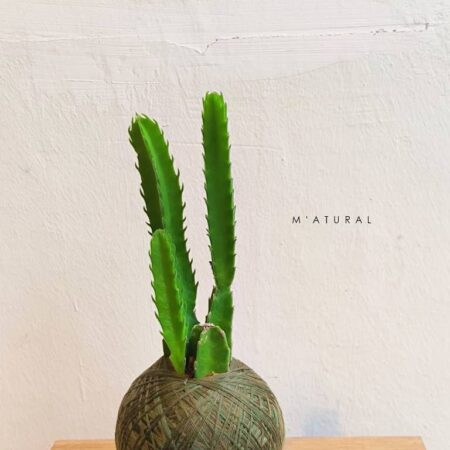 Mini Cactus Kokedama 仙人掌苔玉