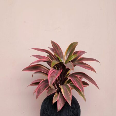 Cordyline Fruticose Kokedama 红叶铁树苔玉