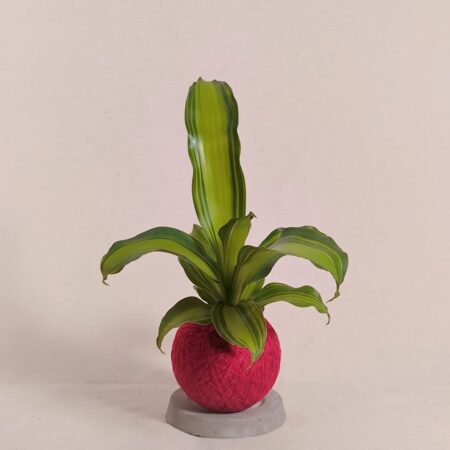 Dracaena Fragrans Kokedama 巴西木苔玉