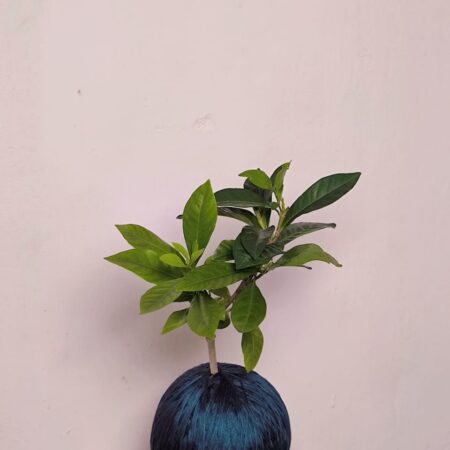 Gardenia Kokedama 栀子花苔玉