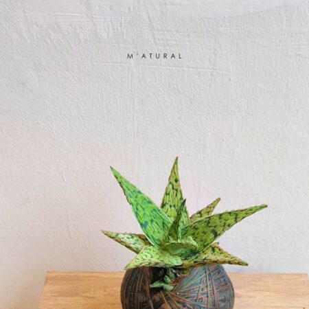 Mini Aloe Vera Kokedama 迷你芦荟苔玉