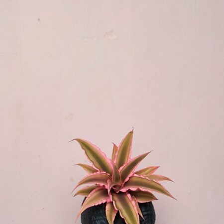 Pink Crypthanthus Kokedama 粉色姬凤梨苔玉