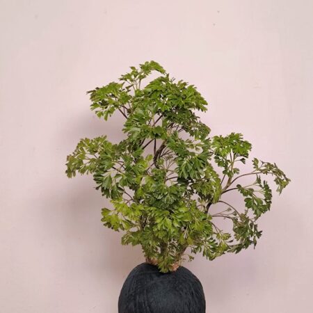 Polyscias Fruticosa Kokedama 羽叶福禄桐苔玉