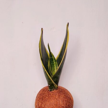Sansevieria Superba Kokedama 虎尾兰苔玉
