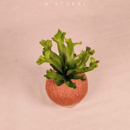 Bird Nest Fern Asplenium Crissie Kokedama 鸟窝蕨苔玉