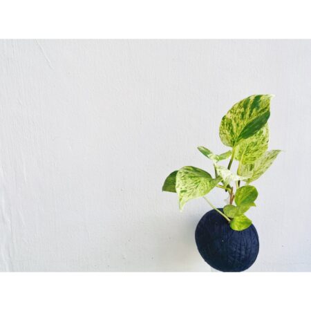 Money Plant 'Marble Queen' Kokedama 大理石女王苔玉