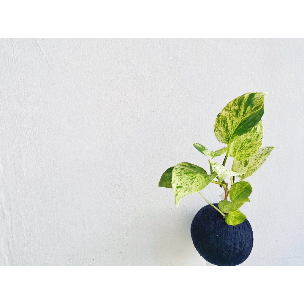 Money Plant 'Marble Queen' Kokedama 大理石女王苔玉